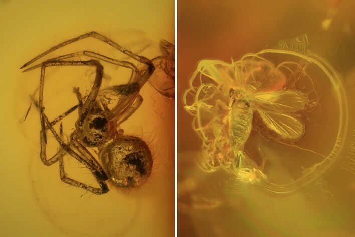 Fossil Fly (Diptera) & Spider (Aranea) In Baltic Amber #69294